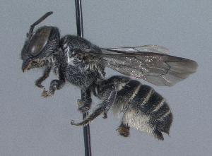  (Megachile exilis parexilis - 06-IL-0776)  @14 [ ] CreativeCommons - Attribution Non-Commercial Share-Alike (2010) Cory S. Sheffield York University