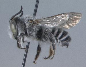  (Megachile sabinensis - 02-AZ-0339)  @14 [ ] CreativeCommons - Attribution Non-Commercial Share-Alike (2010) Cory S. Sheffield York University