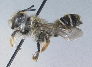  (Megachile mellitarsis - 07-WA-1623)  @14 [ ] CreativeCommons - Attribution Non-Commercial Share-Alike (2010) Cory S. Sheffield York University