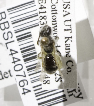  (Andrena illinoiensis - 02-UT-2675)  @13 [ ] CreativeCommons - Attribution Non-Commercial Share-Alike (2010) Cory S. Sheffield York University