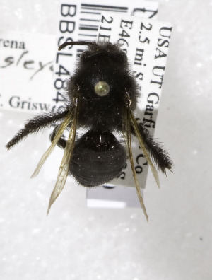  (Andrena linsleyana - 03-UT-2695)  @13 [ ] CreativeCommons - Attribution Non-Commercial Share-Alike (2010) Cory S. Sheffield York University