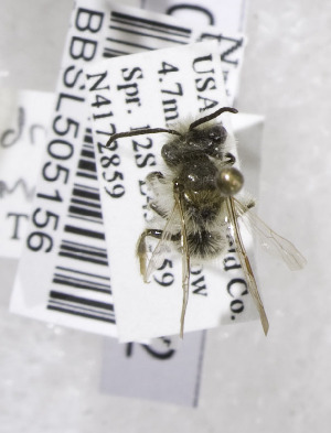  (Andrena macoupinensis - 03-UT-2792)  @13 [ ] CreativeCommons - Attribution Non-Commercial Share-Alike (2010) Cory S. Sheffield York University