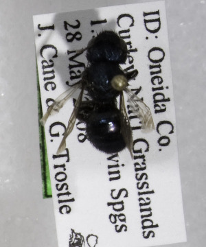  (Osmia sp2 - CCDB-03759 A10)  @12 [ ] CreativeCommons - Attribution Non-Commercial Share-Alike (2010) Cory S. Sheffield York University