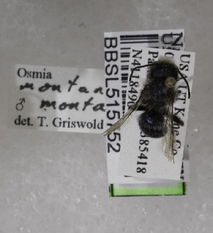  (Osmia montana montana - CCDB-03758 A04)  @13 [ ] CreativeCommons - Attribution Non-Commercial Share-Alike (2010) Cory S. Sheffield York University