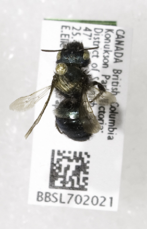  (Osmia odontogaster - CCDB-03758 D04)  @13 [ ] CreativeCommons - Attribution Non-Commercial Share-Alike (2010) Cory S. Sheffield York University