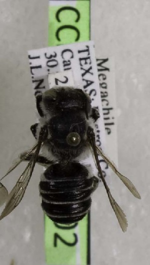  (Megachile dakotensis - CCDB-03768 C02)  @12 [ ] CreativeCommons - Attribution Non-Commercial Share-Alike (2010) Cory S. Sheffield York University