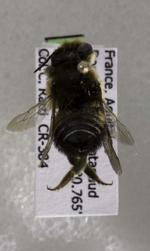  (Megachile melanogaster - CCDB-03771 A10)  @12 [ ] CreativeCommons - Attribution Non-Commercial Share-Alike (2010) Cory S. Sheffield York University
