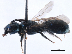  ( - CCDB-09869 F09)  @12 [ ] CreativeCommons - Attribution (2016) CBG Photography Group Centre for Biodiversity Genomics