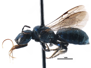  ( - CCDB-09869 G04)  @15 [ ] CreativeCommons - Attribution (2016) CBG Photography Group Centre for Biodiversity Genomics