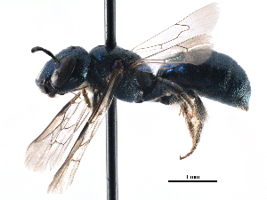  ( - CCDB-09869 G05)  @15 [ ] CreativeCommons - Attribution (2016) CBG Photography Group Centre for Biodiversity Genomics