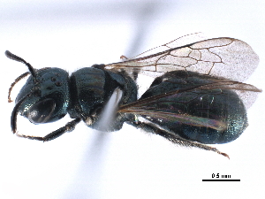  ( - CCDB-09869 H05)  @12 [ ] CreativeCommons - Attribution (2016) CBG Photography Group Centre for Biodiversity Genomics