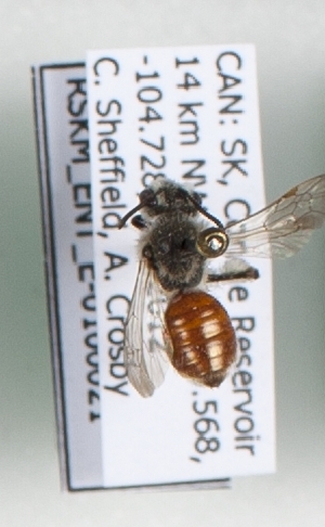  (Andrena mariae - CCDB-15254 A08)  @12 [ ] Unspecified (default): All Rights Reserved (2013) Royal Saskatchewan Museum Royal Saskatchewan Museum