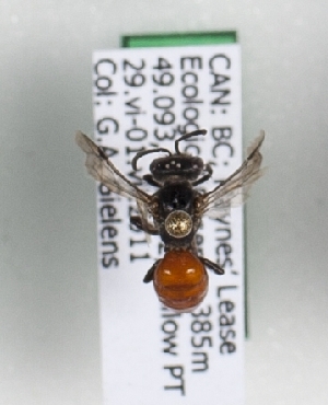  ( - CCDB-15254 C06)  @12 [ ] Unspecified (default): All Rights Reserved (2013) Royal Saskatchewan Museum Royal Saskatchewan Museum