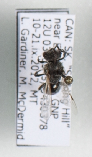  ( - CCDB-15254 C09)  @12 [ ] Unspecified (default): All Rights Reserved (2013) Royal Saskatchewan Museum Royal Saskatchewan Museum