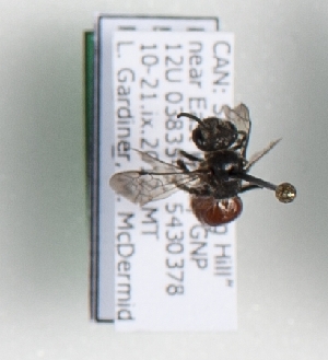  ( - CCDB-15254 C10)  @12 [ ] Unspecified (default): All Rights Reserved (2013) Royal Saskatchewan Museum Royal Saskatchewan Museum