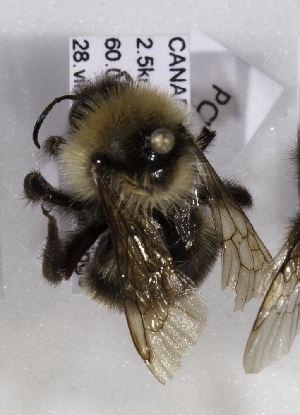  (Bombus suckleyi - CCDB-15289 C03)  @13 [ ] Unspecified (default): All Rights Reserved (2012) Packer Lab York University