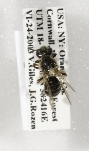  (Andrena fragilis - CCDB-15290 C05)  @11 [ ] Unspecified (default): All Rights Reserved (2012) Packer Lab York University