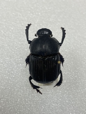  (Oruscatus opalescens - MUTPL-CISEC-0042039)  @11 [ ] CYC (2024) UTPL UTPL