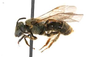  ( - GUE06-BEES-144)  @14 [ ] CreativeCommons - Attribution (2009) CBG Photography Group Centre for Biodiversity Genomics