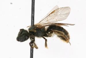  ( - GUE06-BEES-165)  @14 [ ] CreativeCommons - Attribution (2009) CBG Photography Group Centre for Biodiversity Genomics