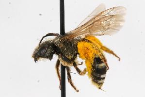  ( - GUE06-BEES-297)  @13 [ ] CreativeCommons - Attribution (2009) CBG Photography Group Centre for Biodiversity Genomics