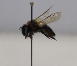  (Andrena vulcana - 922.MB)  @11 [ ] Copyright (2019) MCAST Unspecified