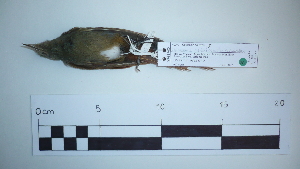  ( - Seq88_Sittasomus_griseicapillus)  @13 [ ] Unspecified (default): All Rights Reserved  Unspecified Unspecified