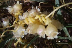  (Cuscuta globiflora - FML-ANG-000020a)  @11 [ ] Copyright  Unspecified Unspecified