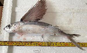 (Cypselurus melanurus - B150524FEP01)  @11 [ ] copyright © (2025) Houangninan Emmanuel Calebe MIDINOUDEWA Institut de Recherches Halieutiques et Oceanologiques du Benin