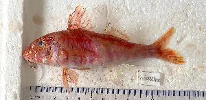  (Pseudupeneus prayensis - B16250224CH02)  @11 [ ] copyright © (2025) Houangninan Emmanuel Calebe MIDINOUDEWA Institut de Recherches Halieutiques et Oceanologiques du Benin
