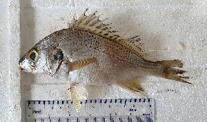  (Pomadasys peroteti - B210524STP04)  @11 [ ] copyright © (2025) Houangninan Emmanuel Calebe MIDINOUDEWA Institut de Recherches Halieutiques et Oceanologiques du Benin