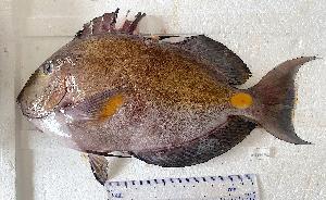  ( - B310524TEP01)  @11 [ ] copyright © (2025) Houangninan Emmanuel Calebe MIDINOUDEWA Institut de Recherches Halieutiques et Oceanologiques du Benin