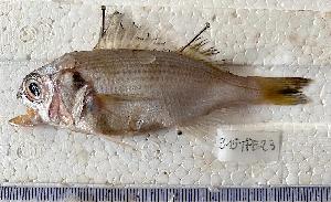  (Brachydeuterus - B310524TPE23)  @11 [ ] copyright © (2025) Houangninan Emmanuel Calebe MIDINOUDEWA Institut de Recherches Halieutiques et Oceanologiques du Benin