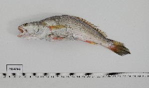  (Pseudotolithus senegalensis - PSS-BN-2)  @11 [ ] Unspecified (default): All Rights Reserved (2024) INRH, Marocco Institut national de Recherche Halieutique, Maroc