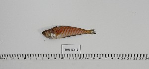  (Trachinus lineolatus - TRU-BN-1)  @11 [ ] Unspecified (default): All Rights Reserved (2024) INRH, Marocco Institut national de Recherche Halieutique, Maroc