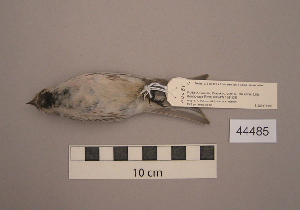  ( - UWBM 44485)  @13 [ ] Copyright (2008) Burke Museum of Natural History and Culture Burke Museum of Natural History and Culture