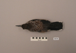  (Nucifraga caryocatactes - UWBM 46286)  @14 [ ] Copyright (2008) Burke Museum of Natural History and Culture Burke Museum of Natural History and Culture
