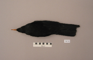  ( - UWBM 46418)  @14 [ ] Copyright (2008) Burke Museum of Natural History and Culture Burke Museum of Natural History and Culture