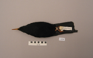  ( - UWBM 46418)  @13 [ ] Copyright (2008) Burke Museum of Natural History and Culture Burke Museum of Natural History and Culture