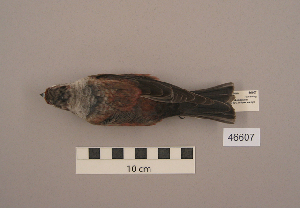  (Leucosticte arctoa - UWBM 46607)  @14 [ ] Copyright (2008) Burke Museum of Natural History and Culture Burke Museum of Natural History and Culture