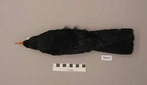  ( - UWBM 58057)  @14 [ ] Copyright (2008) Burke Museum of Natural History and Culture Burke Museum of Natural History and Culture
