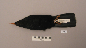  ( - UWBM 58057)  @13 [ ] Copyright (2008) Burke Museum of Natural History and Culture Burke Museum of Natural History and Culture