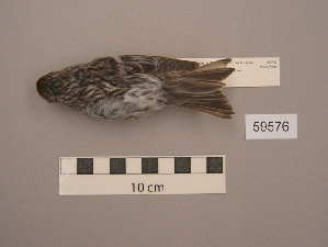  (Acanthis flammea - UWBM 59576)  @14 [ ] Copyright (2008) Burke Museum of Natural History and Culture Burke Museum of Natural History and Culture