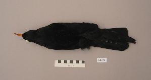  ( - UWBM 59742)  @14 [ ] Copyright (2008) Burke Museum of Natural History and Culture Burke Museum of Natural History and Culture