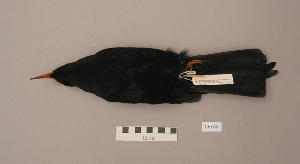  ( - UWBM 59742)  @13 [ ] Copyright (2008) Burke Museum of Natural History and Culture Burke Museum of Natural History and Culture