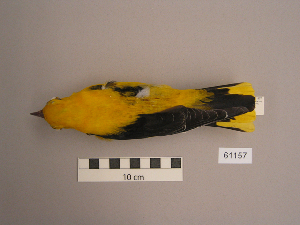  (Oriolidae - UWBM 61157)  @15 [ ] Copyright (2008) Burke Museum of Natural History and Culture Burke Museum of Natural History and Culture