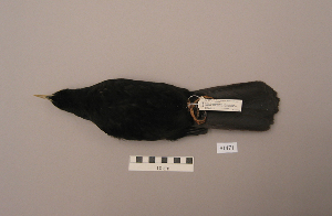  (Pyrrhocorax graculus - UWBM 61471)  @14 [ ] Copyright (2008) Burke Museum of Natural History and Culture Burke Museum of Natural History and Culture