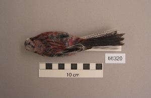  (Carpodacus - UWBM 66320)  @15 [ ] Copyright (2008) Burke Museum of Natural History and Culture Burke Museum of Natural History and Culture