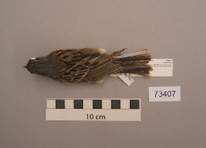  (Emberiza spodocephala - UWBM 73407)  @14 [ ] Copyright (2008) Burke Museum of Natural History and Culture Burke Museum of Natural History and Culture
