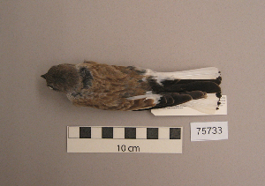  (Montifringilla nivalis - UWBM 75733)  @14 [ ] Copyright (2008) Burke Museum of Natural History and Culture Burke Museum of Natural History and Culture